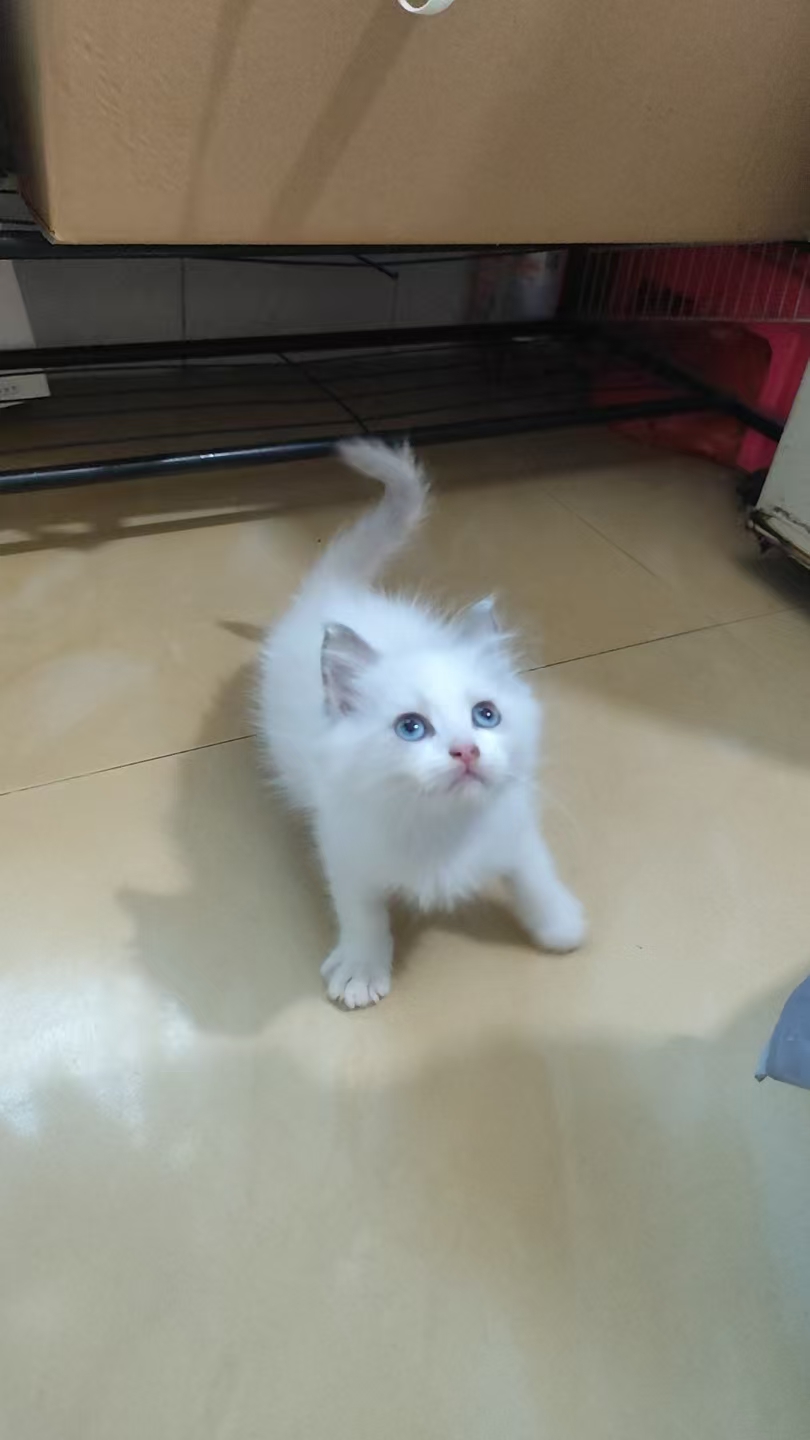 蓝双布偶弟弟妹妹各一。特价666出